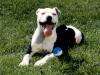 Satisfied, American Pit Bull Terrier
